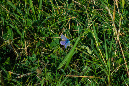 Butterfly multicolored in a beautiful scene of nature, flying insectの写真素材