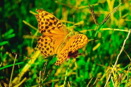 Butterfly multicolored in a beautiful scene of nature, flying insect