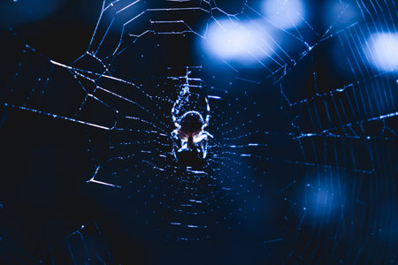 Beautiful spider in a colorful background and light, making a web like a painting on a canvas, art natureの写真素材