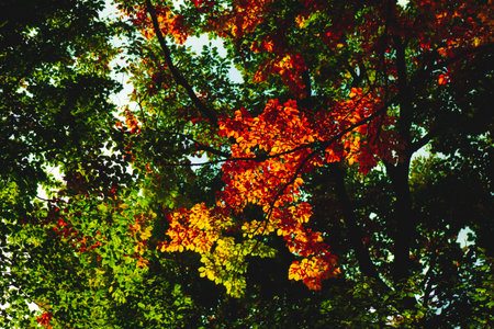 Autumn in the forest, colors of green and yellow leafs and trees, beautiful silence natureの写真素材