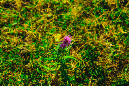 Butterfly multicolored in a beautiful scene of nature, flying insectの写真素材