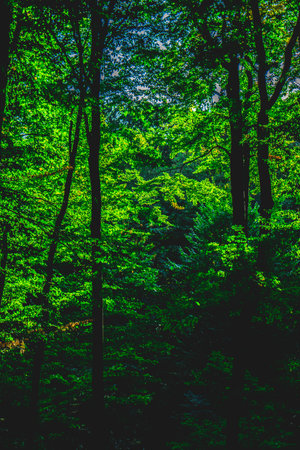 Autumn in the forest, colors of green and yellow leafs and trees, beautiful silence nature