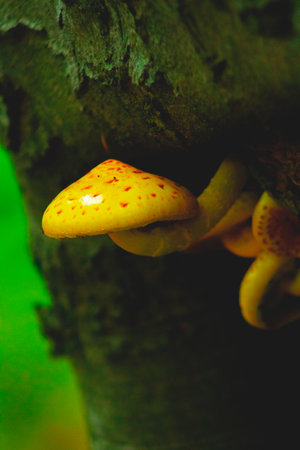 Yellow big mushroom attached to the tree, beautiful nature, autumnの写真素材