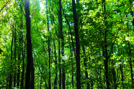 Autumn in the forest, colors of green and yellow leafs and trees, beautiful silence nature