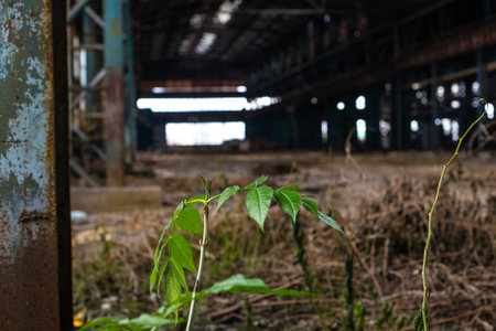 Abandoned factory interior with green plants. Selective focus.の写真素材
