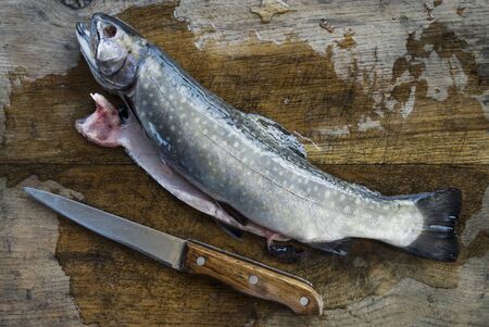 Knife and gutted trout on chopping boardの写真素材