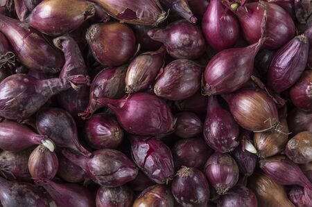 Small red onionsの写真素材