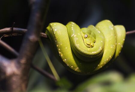 Green tree python resting on a twigの写真素材