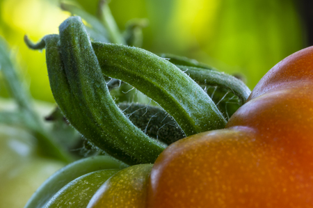 Stem of tomato close upの写真素材