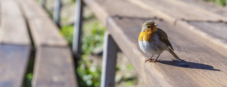 Robin sitting on wooden bench in amphitheaterの写真素材