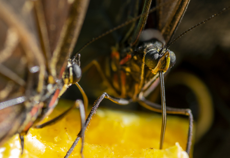 Macro shot of two butterflies eating a fruitの写真素材