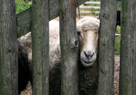 Close up on a sheep looking through old, wooden fenceの写真素材