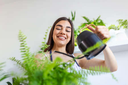 woman pours water into a flower pot, she cares for house plants. Young woman watering her plantsの写真素材