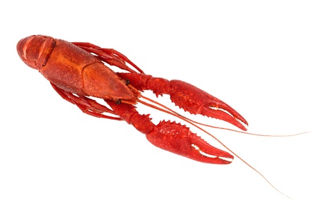 Crayfish isolated on white, boiled with red shellの写真素材