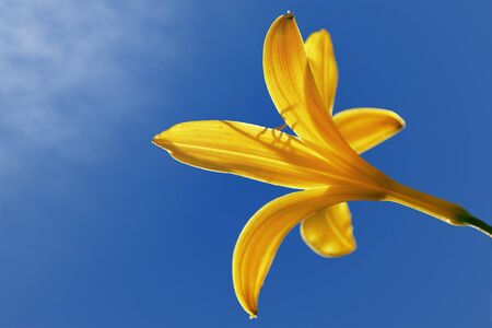 Daylily with a clear blue skyの写真素材