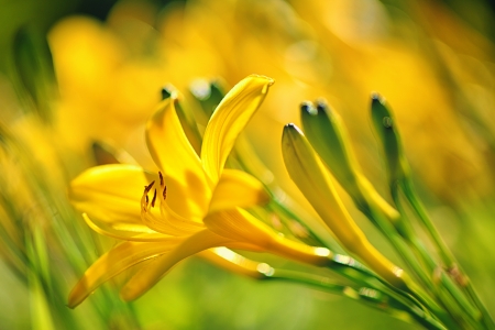 Yellow Day lily or Hemerocallisの写真素材
