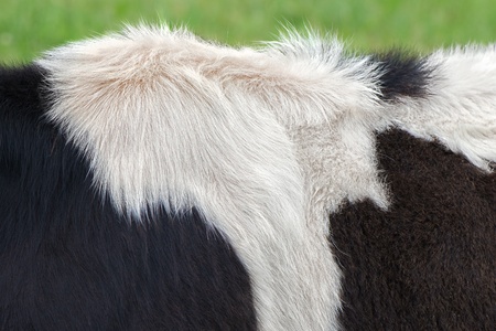 Cow fur, study in hair at a black and white cowの写真素材