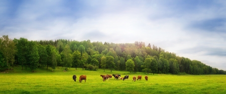 Cows on a fieldの写真素材