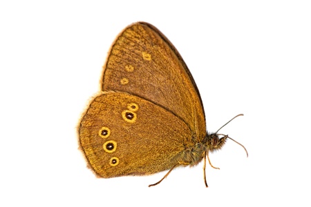 Butterfly isolated on white - Aphantopus Hyperantus - Macroの写真素材