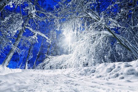 Winter road lit with streetlight at a winternightの写真素材