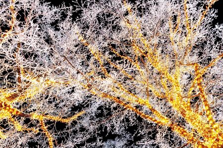 Tree with yellow lights and white hoarfrostの写真素材