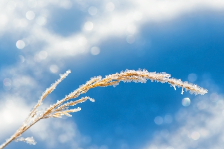 Straw with ice crystals frozen at winter against blue skyの写真素材