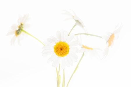 Daisy plant with flowers isolated on white background の写真素材