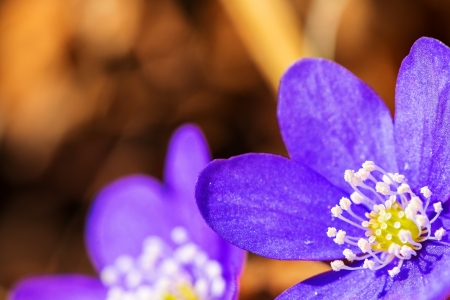 Hepatica nobilis in the early spring in a closeup