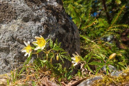 Wood anemone or Anemone nemorosa with grey granite stone and evergreen trees in backgroundの写真素材