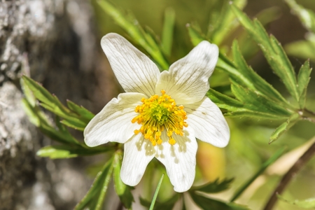 Wood anemone, windflower, thimbleweed, smell fox  Anemone nemorosa  の写真素材