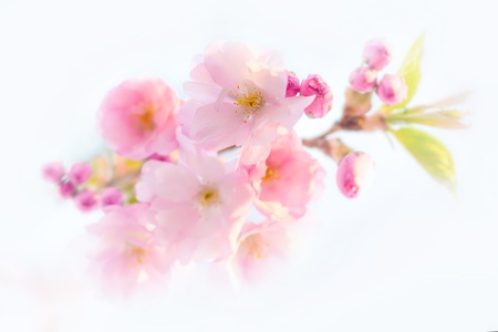 Cherry blossoms on a bright background