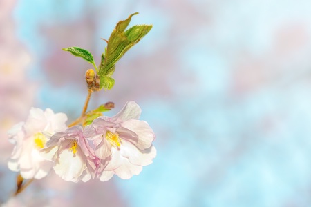 Japanese flowering cherry on a twig with buds - Prunus Serrula on bright background