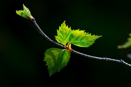 Young leaves of Birch in forest against dark backgroundの写真素材