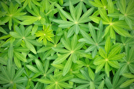 Green Lupinus leafs from aboveの写真素材