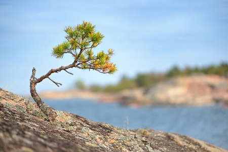 Small Pine tree on a rock at the coastline during summerの写真素材