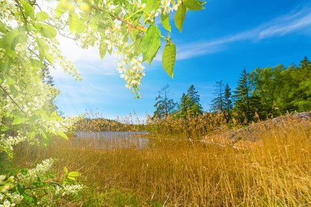 Green tree with white flowers on coast of a lake in summerの写真素材