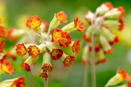 Detail of a Red-flowered Primula Veris plant or Cowslip, Swedenの写真素材