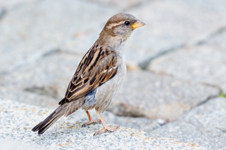 A female sparrow sitting on the ground  Passer domesticus の写真素材