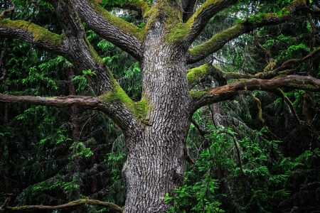 Detail of an majestic old oak tree in a deep gloomy forest in swedenの写真素材