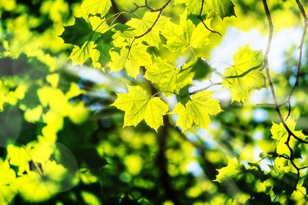 Green leaves of maple in bright sunlightの写真素材