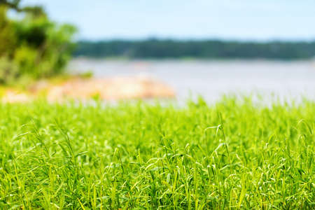 Grass at coastline during summer, Swedenの写真素材