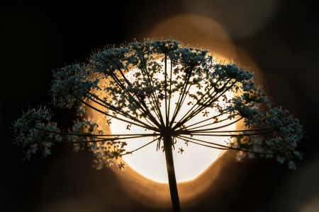 Silhouette of cow parsley in sunsetの写真素材