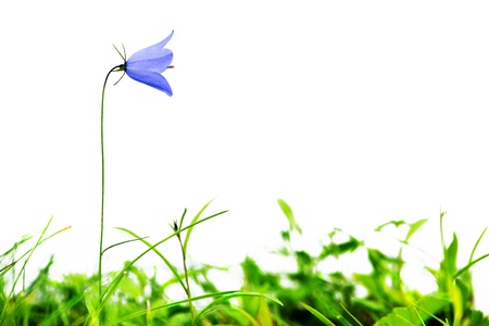 Partially isolated bellflower on grassの写真素材