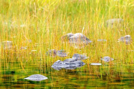 Stones in a pond with still water near the sea, Swedenの写真素材