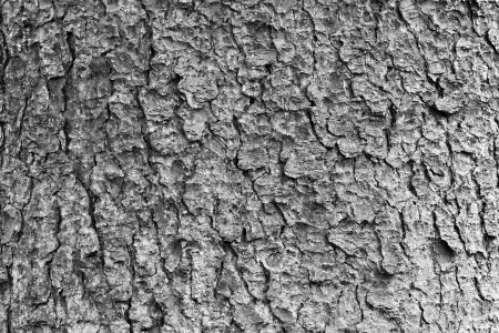 Bark of old tree, detailed texture black and white