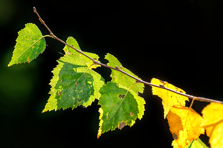 Birch leafs backlighted, a branch in the yellow and green colorsの写真素材