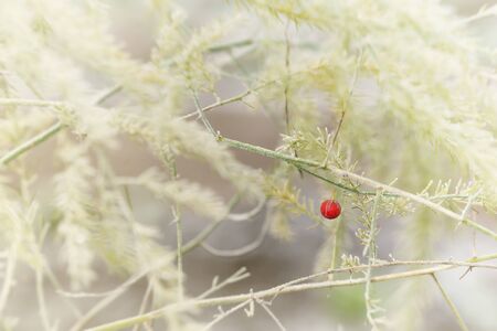 A single red berry alone at the first frosty morning for the seasonの写真素材