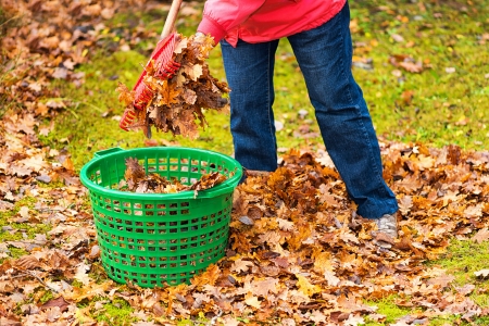 Cleaning up autumn leaves in a green basket
