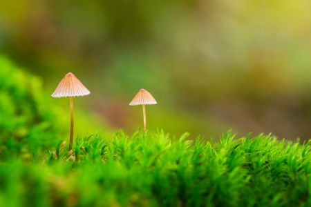 Two small mushrooms in green moss during autumn or fallの写真素材