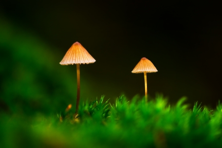 Two small mushrooms in green moss during autumn or fall